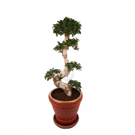 Büyük Ficus Ginseng Bonsai